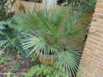 Chamaerops humilis